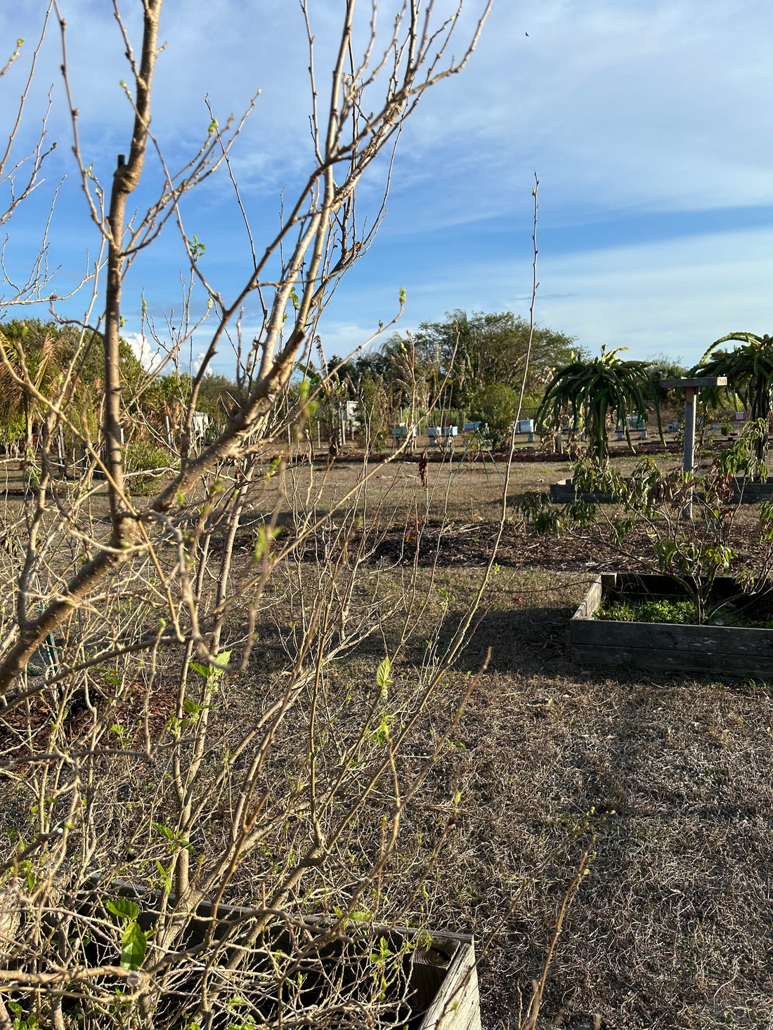 March 2026 Apiary Update