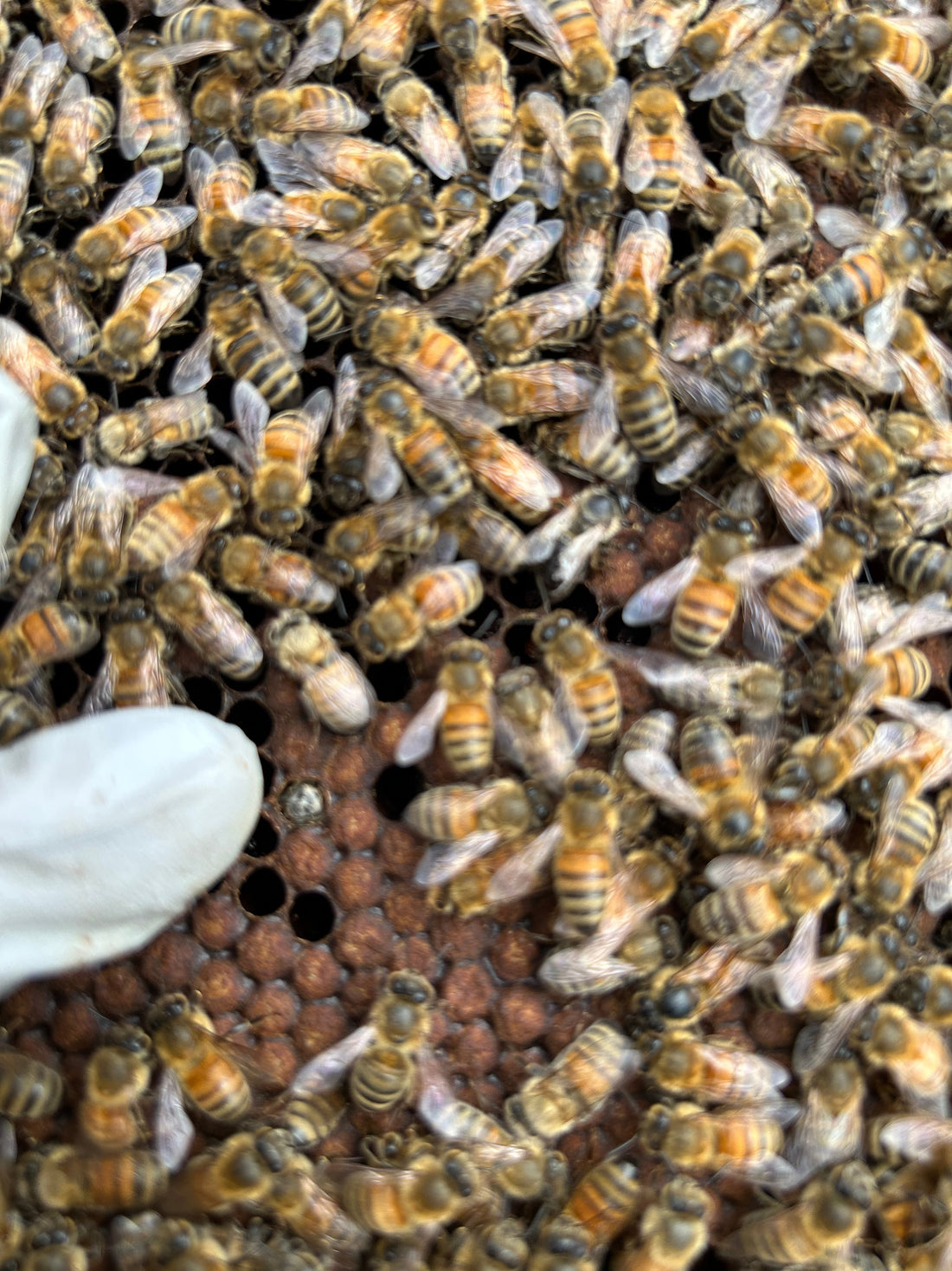 April 2026 Apiary Update