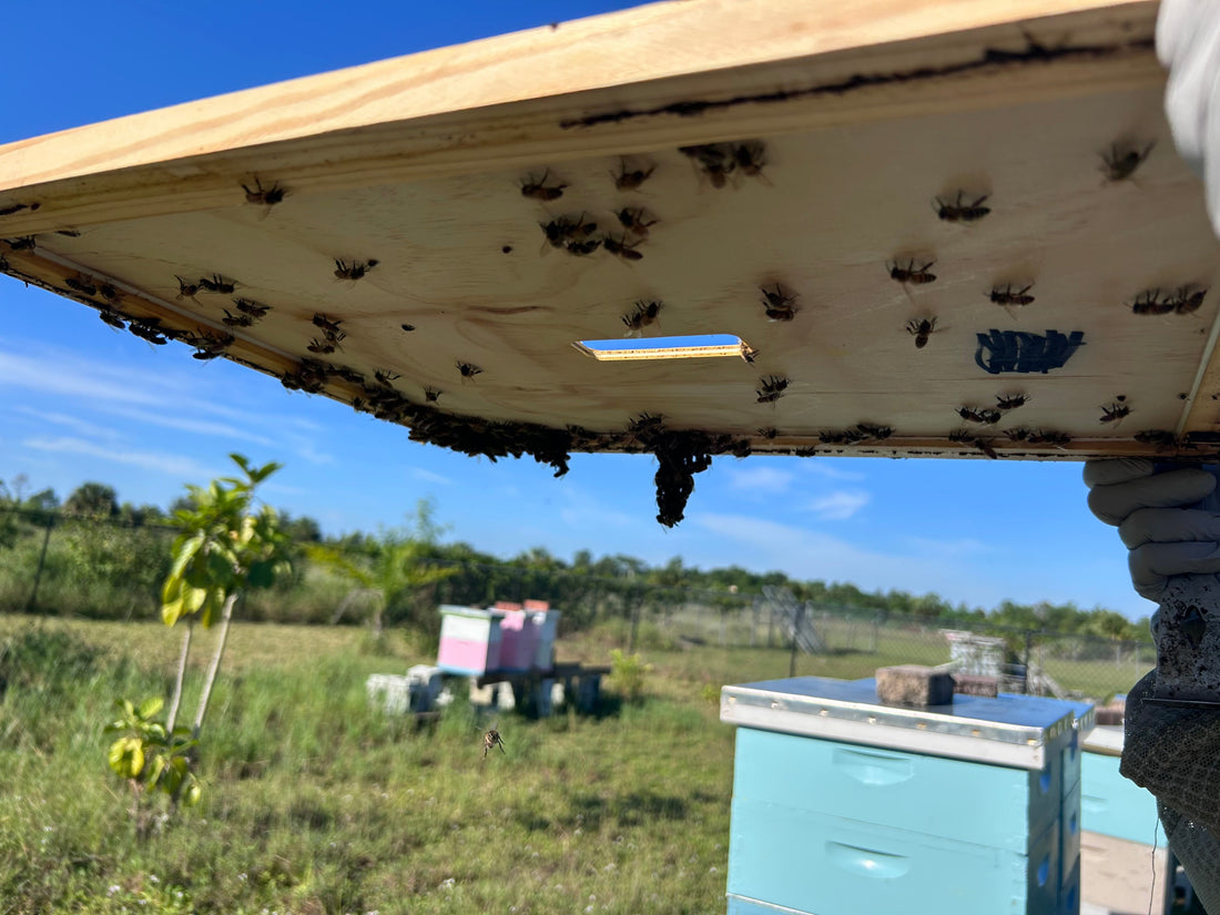 June 2026 Apiary Update