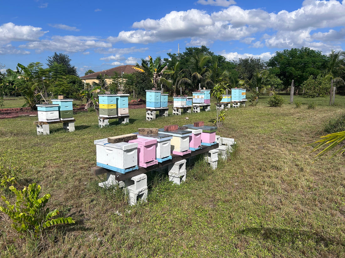 November Apiary Update
