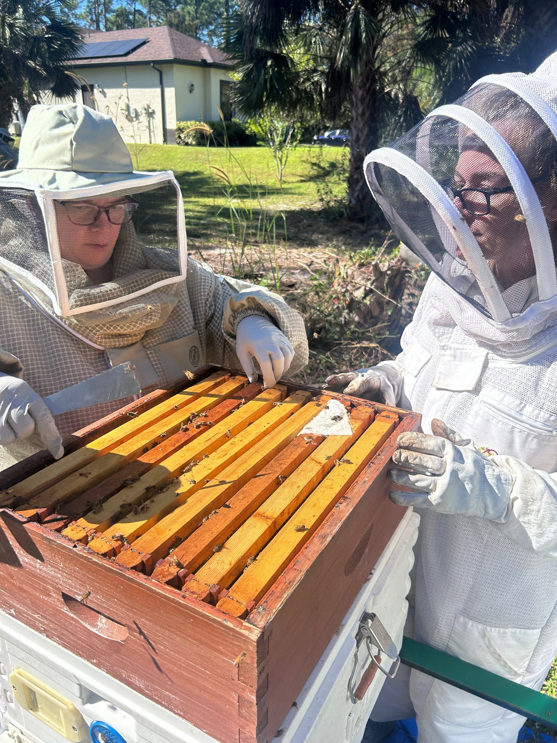 December Apiary Update