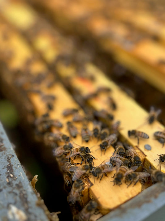 Ferry Farm Naples Digital Gift Card