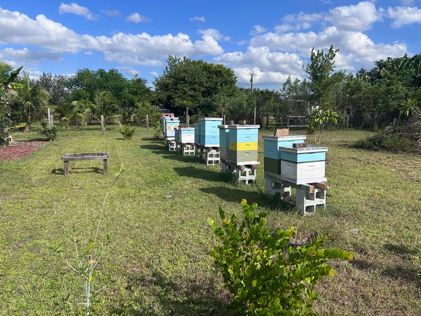 Infused Honey- 9 oz Hexagon Glass Jar